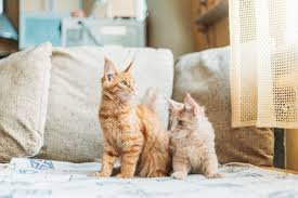 Our home cattery environment