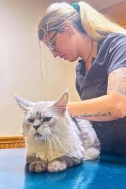 Veterinarian examining Maine Coon kitten