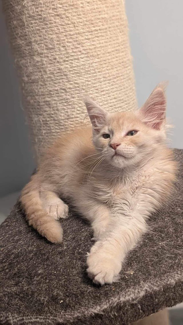 Bella - Silver Smoke Female Maine Coon Kitten for Sale