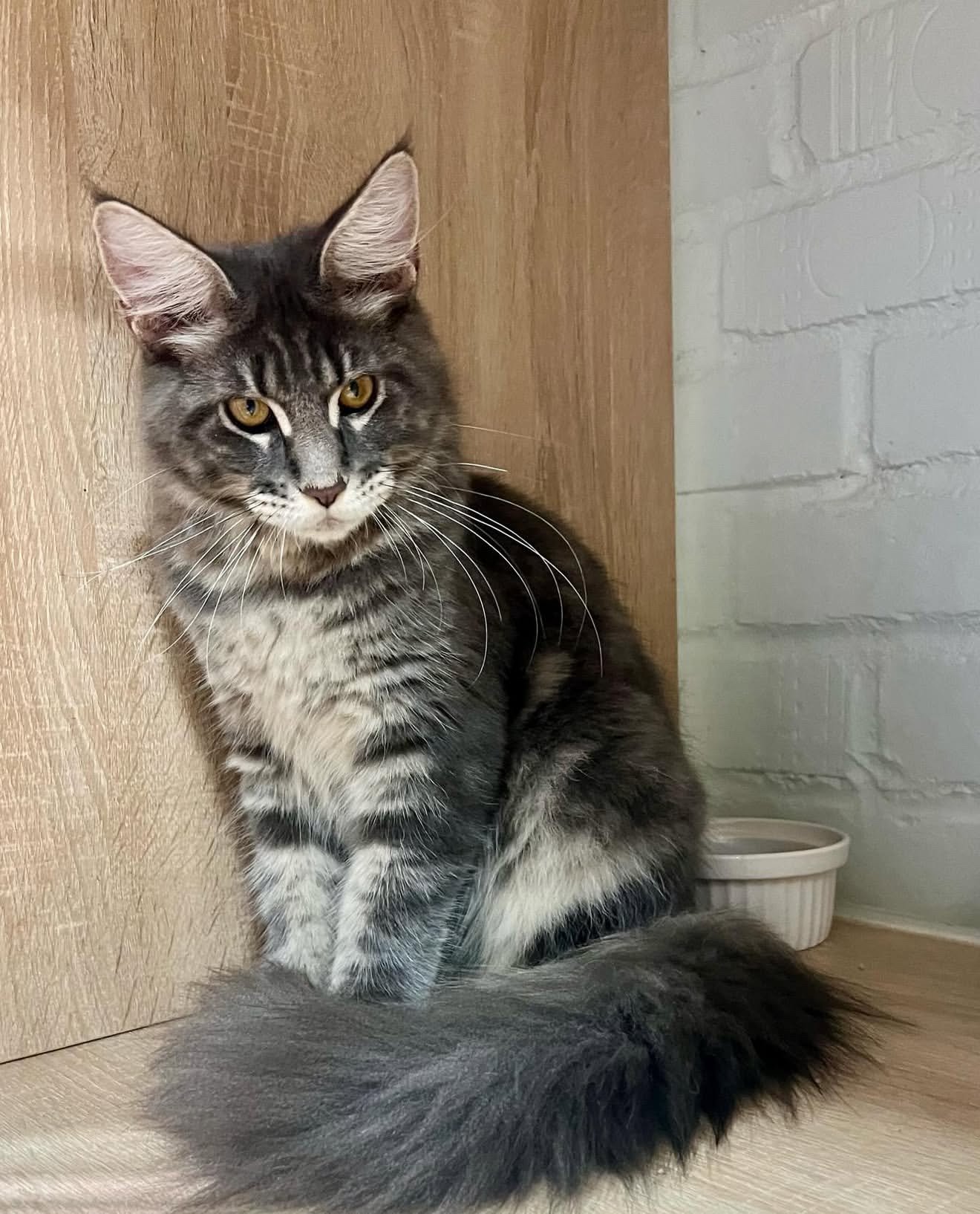 Cleo - Blue Classic Tabby Maine Coon Kitten