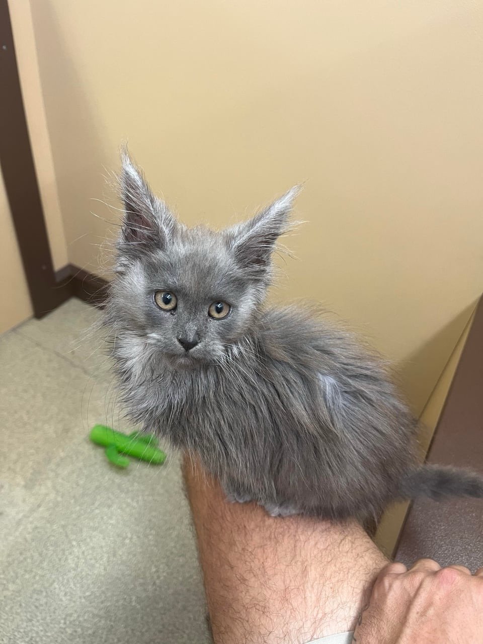 Leo - Blue Smoke Male Maine Coon Kitten for Sale