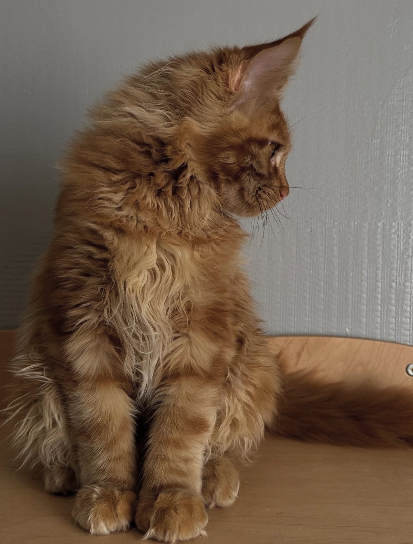 Nala - Golden Tabby Maine Coon Kitten