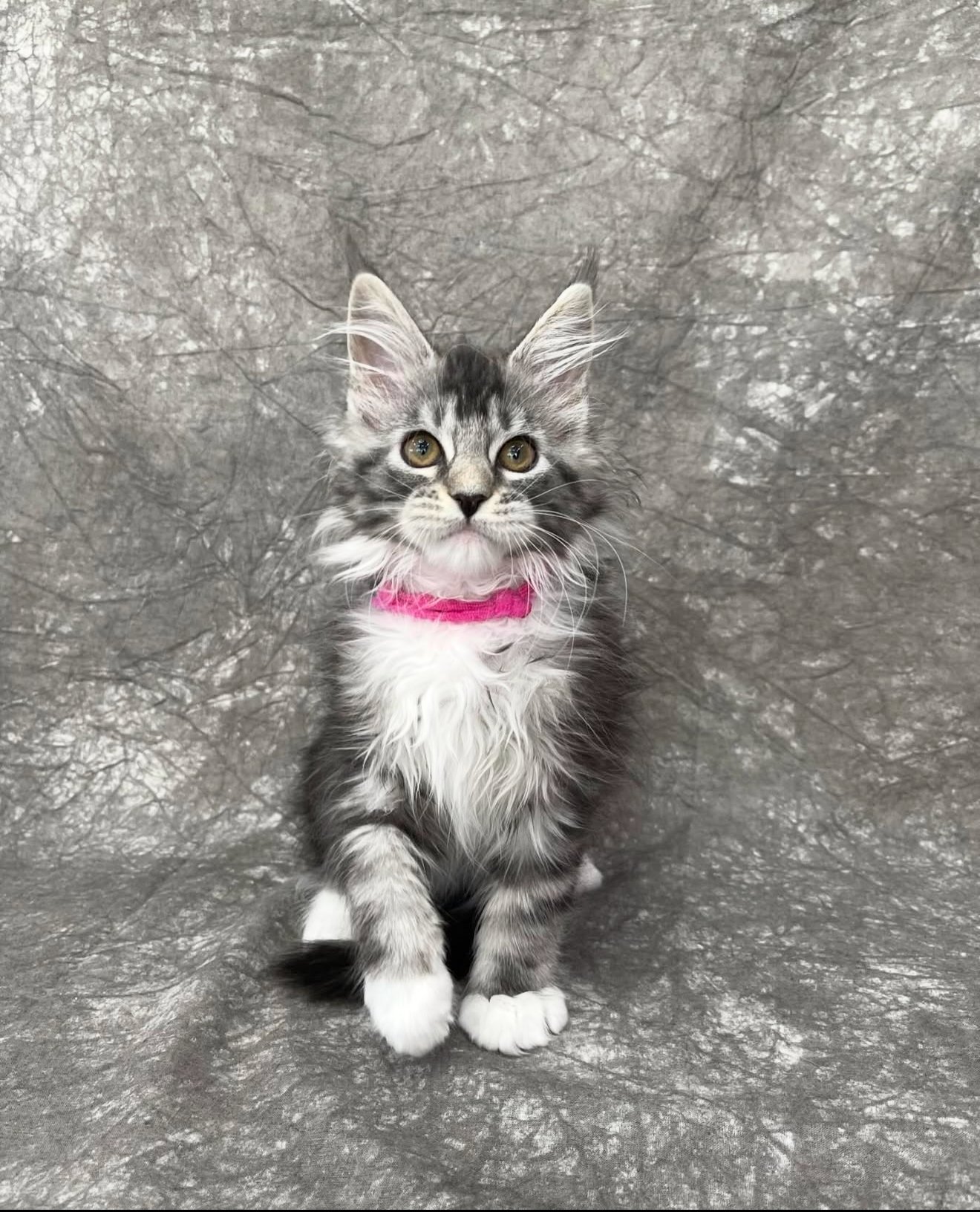 Odin - Black Silver Tabby Male Maine Coon Kitten for Sale