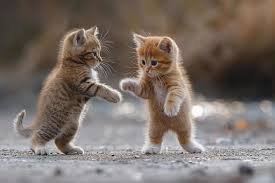 Maine Coon kittens playing together